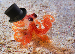 parttimeyoutuber:  icantbelieveitsalawblog:  All of human history has led us to the moment that we developed the technology to digitally add a top hat to a photo of an adorable miniature octopus.  Just look at how fucking dapper that octopus looks. Look