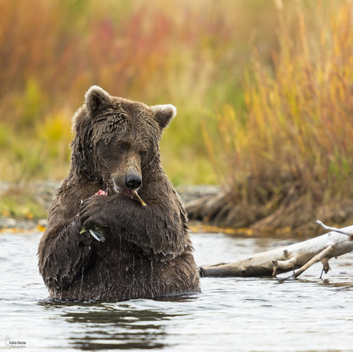 magicalnaturetour:  Editar by Christian Sanchez on 500px.com 
