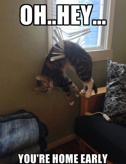 Largest collection of cat memes in the Universe!