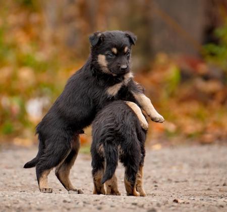 Pet to an Emergency Dog Care Center