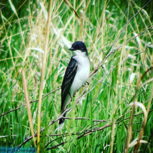 #eastern kingbird#small bird#bird #black and white bird #Kpuff creations#my picture
