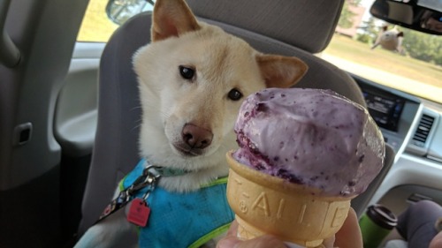 If you’re ever in Maine, you HAVE to try Gifford’s ice cream! It’s just so good!