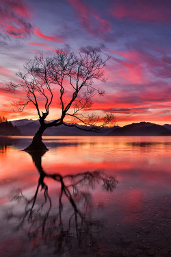 sundxwn:  The Tree That Cries For Me. by Darren J Bennett 