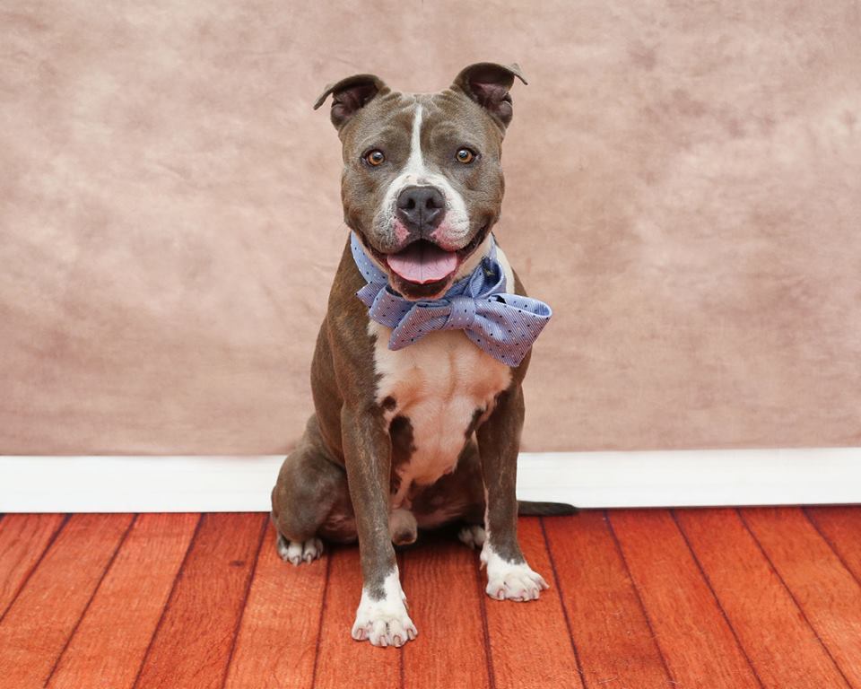 congenitaldisease:  This handsome little man is scheduled to be EUTHANISED TODAY,