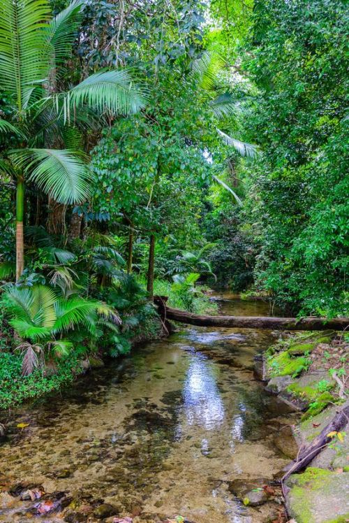 heroinsight: Wooroonooran National Park, Queensland, Australia, by Guy Verkroost