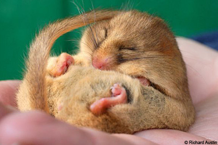These Are Some Dormice, Pictures Not Made By Me.