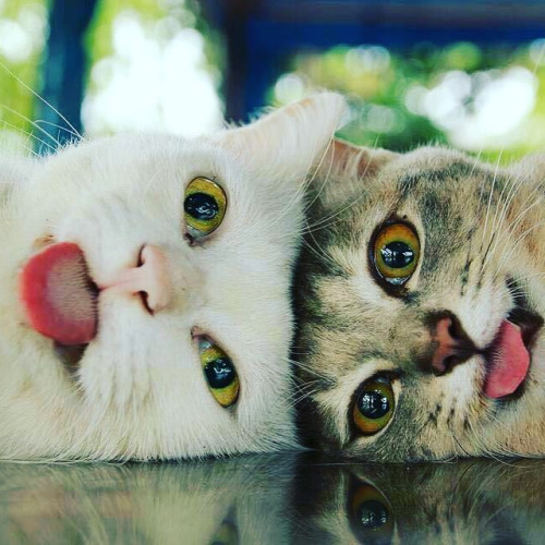 Mondays.
