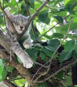 drarryonmywaywardson:  SO I SAW ONE OF MY KITTENS CLIMBING A TREE TODAY AND SORT OF FREAKED OUT AND WENT TO GO GET IT THEY’RE NESTING IN A NEST I DON’T THINK THEY KNOW THEY’RE CATS 