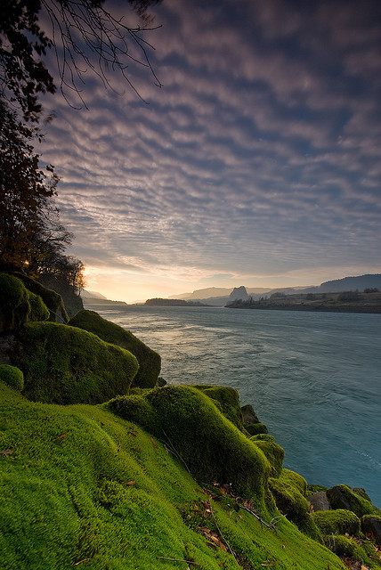 Mossy wonderland, Columbia River, Oregon, USA (by Jesse Estes).