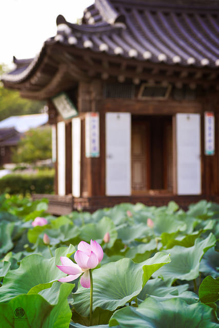 ileftmyheartintokyo:Lotus in front of Cottage by Leigh MacArthur on Flickr.
