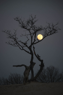 l-eth-e:  Loonse en Drunense Duinen by night  (by Nancy Carels)