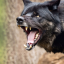 blackenedwolf
