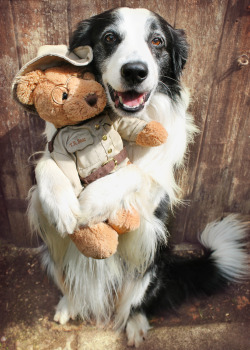 megpricephotography:  Barney gives teddy a cuddle! Barney’s been doing the “Hug” trick with other objects for a while, however, holding the bear up has proved difficult - it’s quite big &amp; bulky but very soft. Taken him a few practice sessions