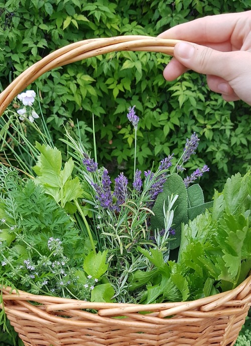 oldoakwoods:Picked some herbs, flowers and other greens today to dry and make tea out of~