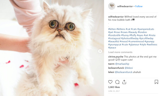 hinny-of-neighvale: shadowgale96:   I had to learn more about this little guy. Turns out this is a voiced over video for comedy. His name is Wilfred Warrior. He’s a Chinchilla Persian from London, and he has an INSTAGRAM.  Although He looks like a