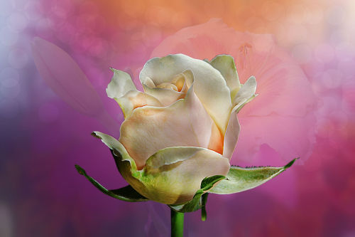 euph0r14:  macro | rose | by volodymyrshram | http://ift.tt/2d2vEsG 