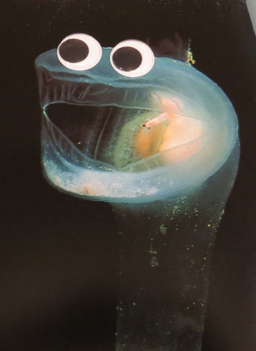 jtotheizzoe:  archiemcphee:  Deep Sea Fauna… with Googly Eyes is an awesome site right here on Tumblr that posts photos of amazing deep sea creatures that have been hilariously enhanced with googly eyes. Learn about the myriad mysterious creature of