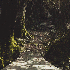pointyearedelvishprinceling:  King of the Woodland Realm 