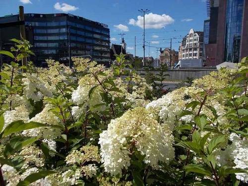 Flowers from city Wroclaw in Poland.