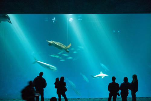 sea turtle, tuna, and a shark in the big aquarium at monterey bay