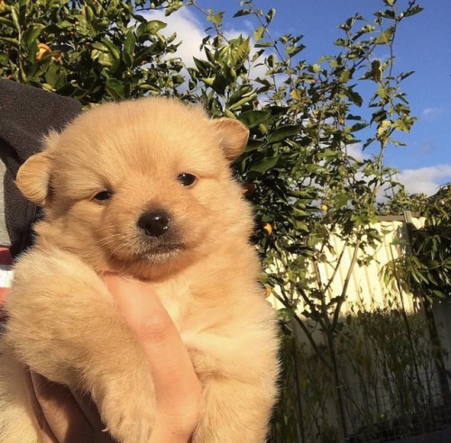 looking for someone to raise a puppy with
