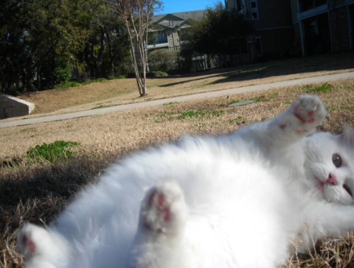 catsuggest:remember life is not all hunt! some time need to relax and appreciate smelly grass