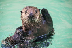 montereybayaquarium:  Hello from Oregon!