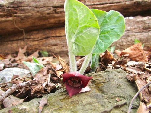 Wild ginger.