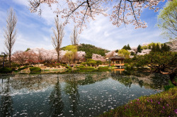 lovesouthkorea:  Spring at Bomun Pavilion, Gyeongju (Source) 