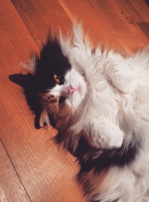 unflatteringcatselfies:  This is Peeps. She does this a lot. Her hobbies include falling off the sofa and grabbing ankles.