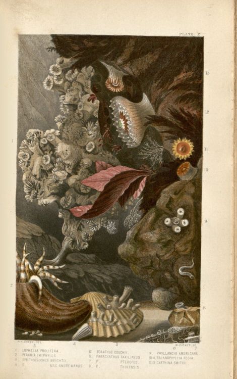 From A History of the British Sea-Anemones and Corals (1860).