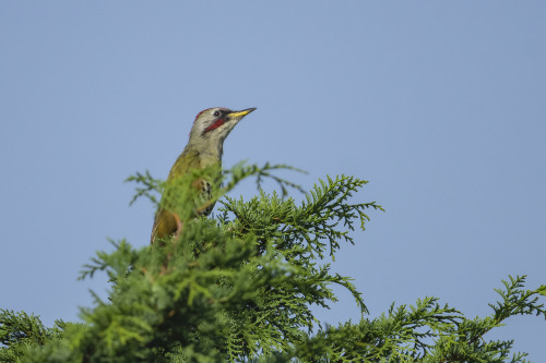 アオゲラ（Japanese Green Woodpecker）