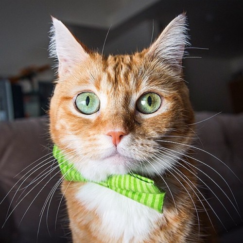 fin-for-the-win:  Whisker Wednesday by The Great Went. 😻 @iamthegreatwent #whiskerwednesday #finforthewin #orangecat #gingercat #coibowtie #sedbowtie #greeneyes #gingergirl #ginger #girlcat #whiskers #weeklyfluff #kawaii #neko #nyan #meow 