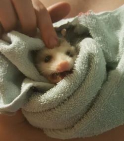 opossummypossum: possumoftheday:  This baby somehow got into our house. We cuddled them in a towel before returning them to their home.  Aw, how cute! Must have been nice for them to warm up before going back out. Thank you for your submission!  A wild