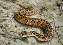 reptilefacts:  Indian scientists find clue to Alzheimer’s cure in Russell’s viper venom  The bite that kills can also provide a clue to a cure. A tiny fraction of Russell’s viper venom, one of the most deadly toxins, has been shown to halt the memory