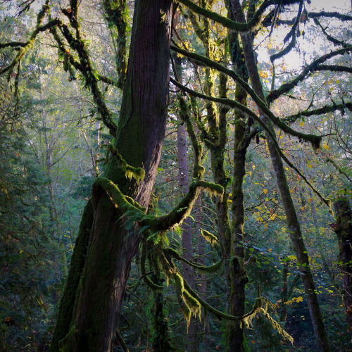 Simply busy mossy branches by Chris Shockley www.instagram.com/bmrtv