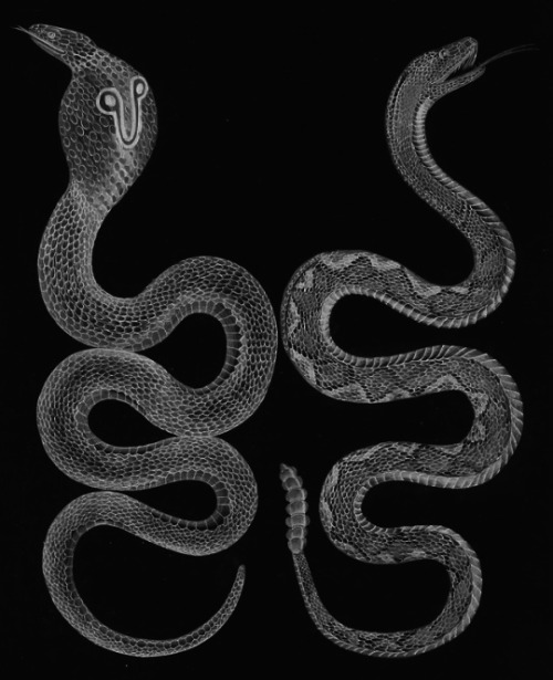chaosophia218:Pierre Auguste Joseph Drapiez - Serpents, “Dictionnaire Classique des Sciences Naturel