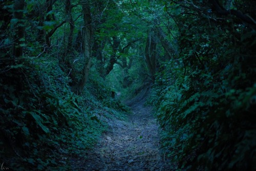 buron: The Path back to the Grove ii (7) ©buron - September ‘14