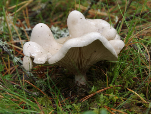 The miller - Clitopilus prunulus.  In the pine woods near Loch Garten.