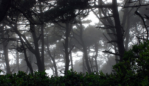 90377:Pinus muricata - Bishop Pine by pete@eastbaywilds.com on Flickr.