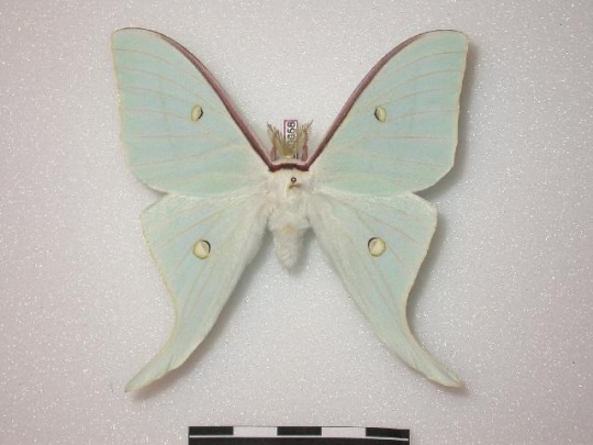 rubicunda:Numerous specimen and forms of Actias gnoma from the research collections of Stefan Naumann, Eric van Schayck, Rodolphe Rougerie, and Steve Kohll. Many of the forms depicted here look like their relatives Actias sinensis, Actias luna, and Actias