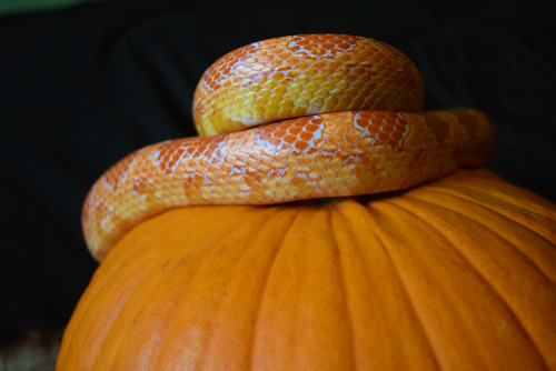 scalestails: Charlie is the best model! I decided to get some fall photos of the critters.