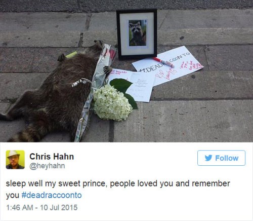 lizawithazed: becausedragonage: thewightknight: People in Toronto made a memorial for a dead raccoon