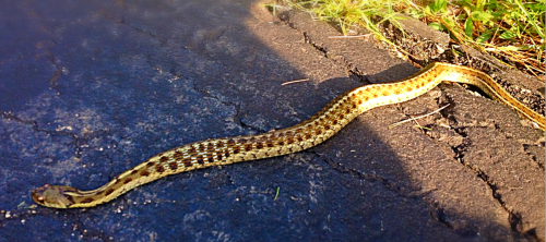 A garter snake on my driveway after work on Thursday.