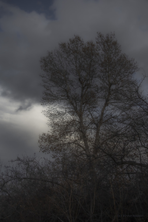 A classic Wyoming tree, Narrow-leaf Cottonwood, prepares for evening: © riverwindphotography, N