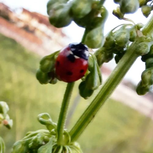 Mictocosmos Lucky climbet #ladybug #bug #insect #bugofinstagram #insectofinstagram #instabugs #natur