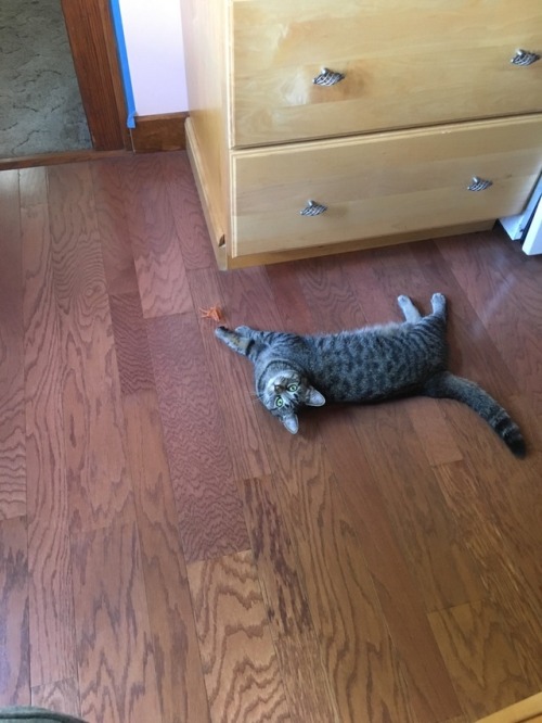 Here are some graceful pictures of my cat playing with her sticky toy. The last picture is her tryin