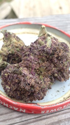 stonednewyork:  RETURN OF THE GRAPE APE!