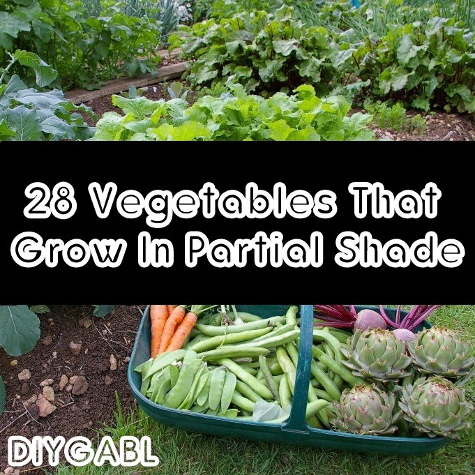28 Vegetables That Grow In Partial Shade DIY Gardening & Better Living