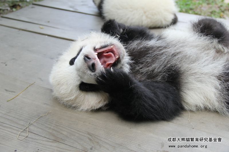 haveueverlovedawoman:  XingYuan is the brother,his character is very quiet and sky.Do